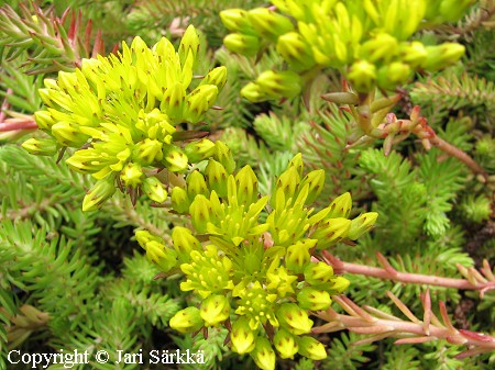 Sedum rupestre 'Thomas Buren', kalliomaksaruoho
